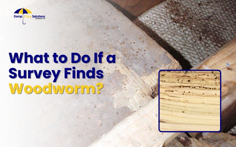 what_to_do_if_a_survey_finds_woodworm