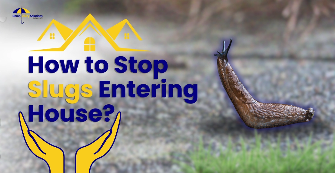 How to Stop Slugs Entering House? post thumbnail image